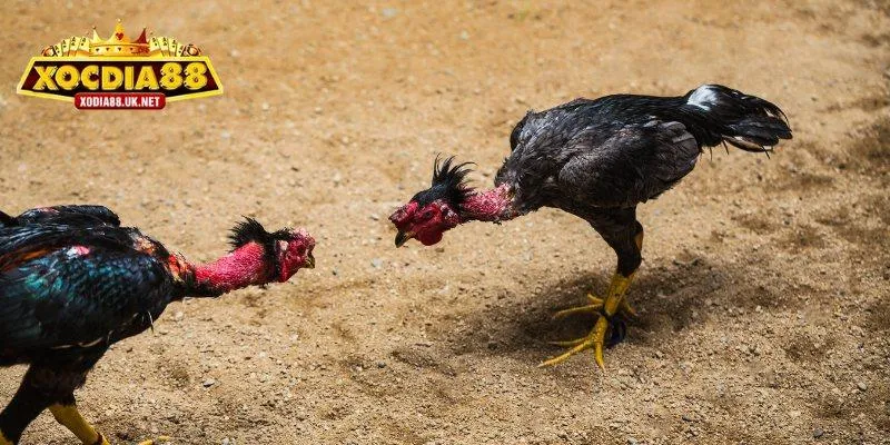 Bí kíp chinh phục game đá gà Thomo bất bại