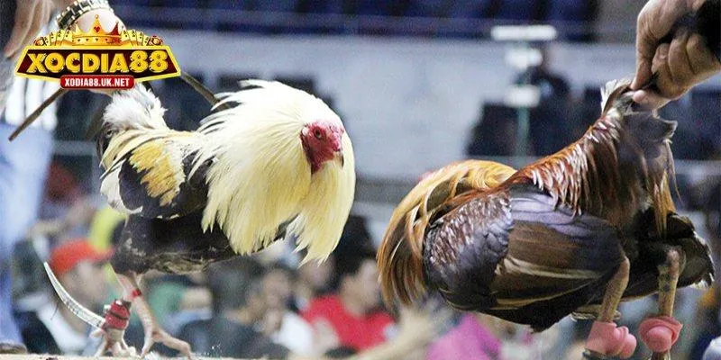 Cách lên kèo đá gà cựa sắt cực chuẩn xác