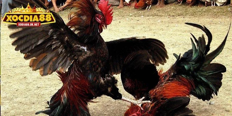 Cẩm nang về luật chơi đá gà cựa sắt