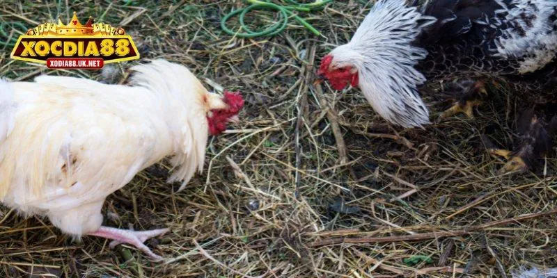 Đá gà Xocdia88 - Tổng hợp top game hot