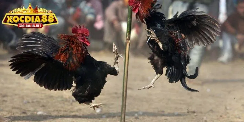 Khái quát thông tin về luật chơi đá gà Thomo