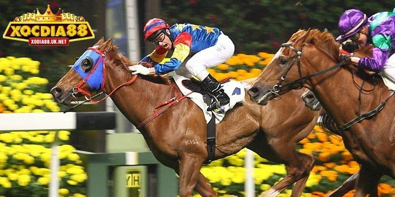 Kỹ thuật đặt cược đua ngựa online trực tuyến