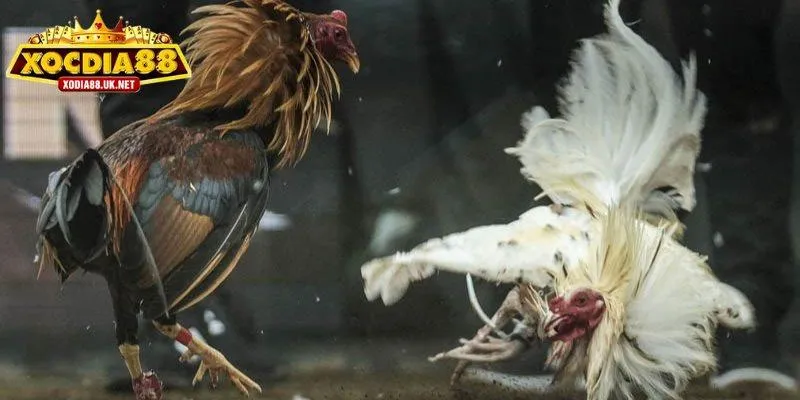 Luật chơi đá gà cựa sắt bạn cần nắm rõ cho tân thủ