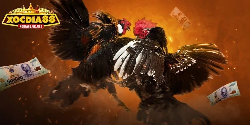 Luật Chơi Đá Gà Cựa Sắt