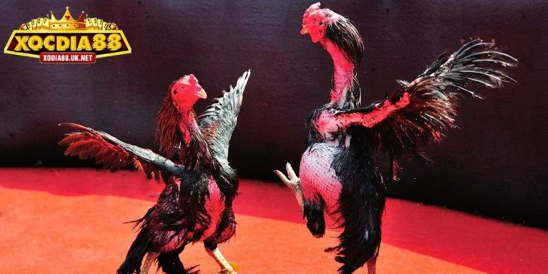 Luật chơi đá gà Thomo tại Xocdia88 từ cơ bản