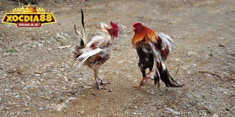 Luật chơi đá gà Thomo