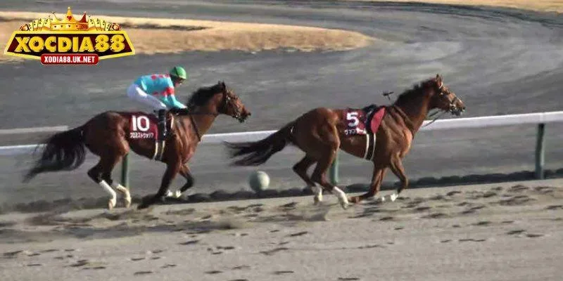 Luật chơi và cách đặt cược đua ngựa online