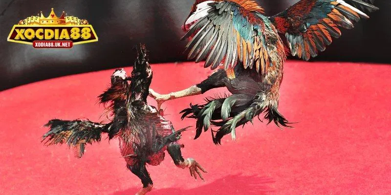 Sức hút khó cưỡng từ những trận đá gà Xocdia88
